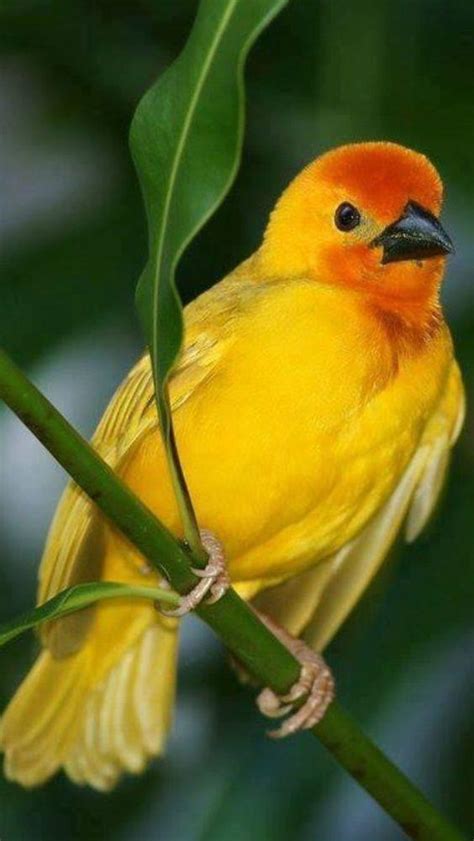 金黃色配色 鳥圖片
